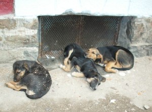 Street dogs in Bulgaria